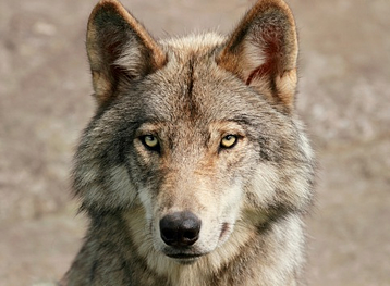 Use a sales personality test to hire sales wolves