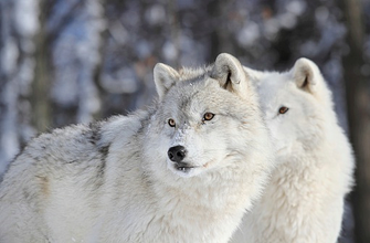 white wolf