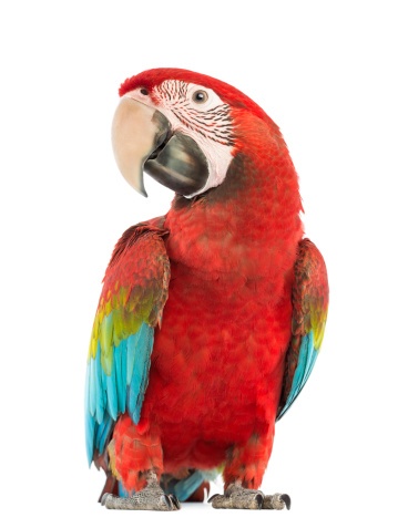 Avoid Hiring Parrot Salespeople.jpg