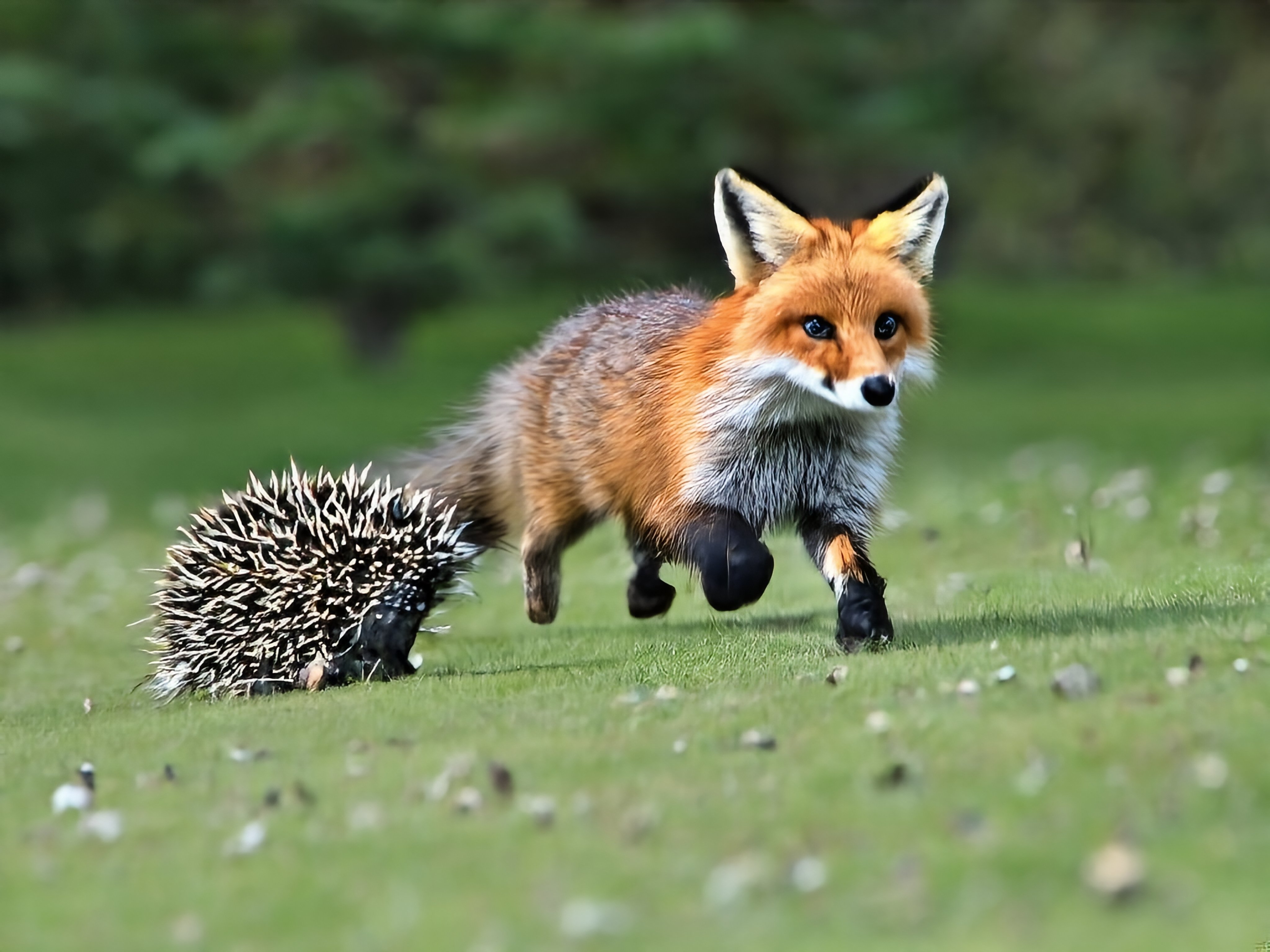 A race between the fox and the hedgehog concept
